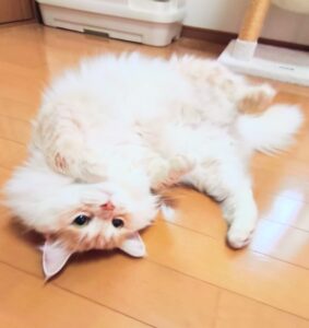 リラックスする猫ちゃん