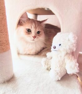 キャットタワーの猫ちゃん
